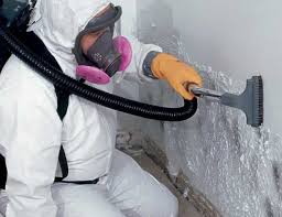 Best Basement Mold Removal  in Chevy Chase Village, MD